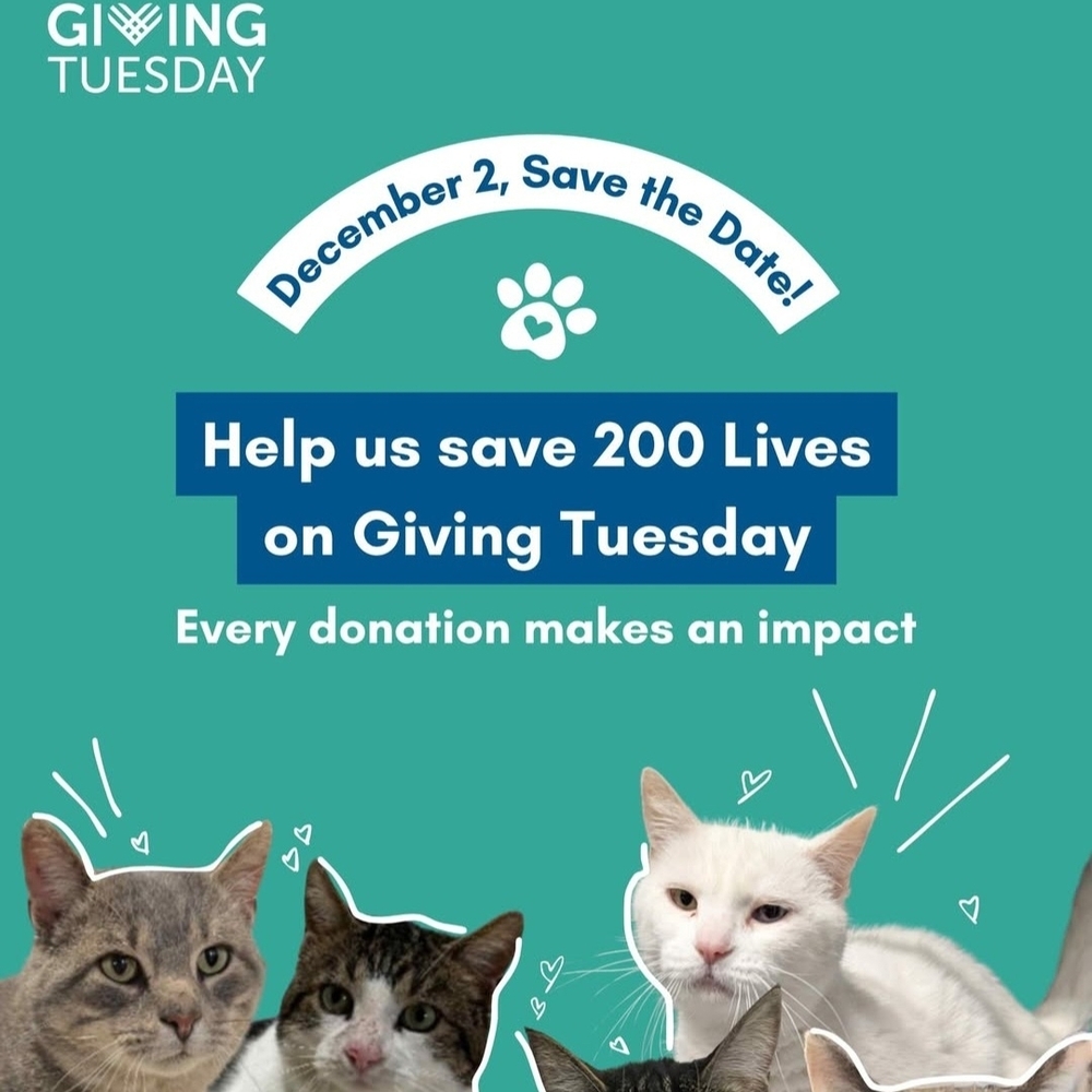 Giving Tuesday Animal Rescue Fundraising Banner www.torontocatrescue.ca